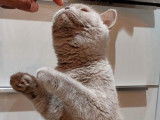 Des Boiratoux Cat's