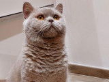 Des Boiratoux Cat's