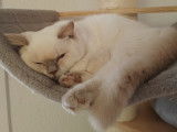 Des Boiratoux Cat's