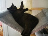Des Boiratoux Cat's