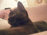 Des Boiratoux Cat's