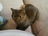 Des Boiratoux Cat's