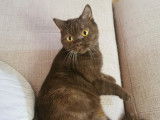 Des Boiratoux Cat's