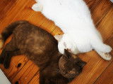 Des Boiratoux Cat's