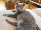 Des Boiratoux Cat's