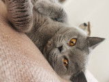 Des Boiratoux Cat's
