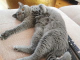 Des Boiratoux Cat's