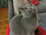 Des Boiratoux Cat's