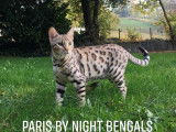 Bengal Paris by Night