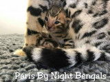 Bengal Paris by Night