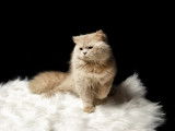 Royal, mâle British Longhair Fawn