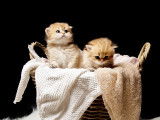 Chatons British Longhair Black Golden Shaded