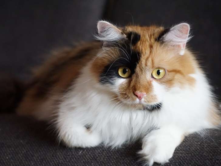 Emeline Blanc-Gauthier