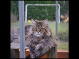 Les Maine Coon du Forez