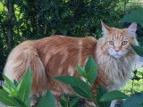 Les Maine Coon du Forez