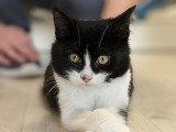 Clinique vétérinaire Vignes et Moine