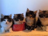chatons de 7 semaines