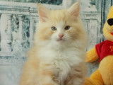 chaton 2 mois red silver tabby & blanc