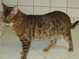 CH. Garry-Cooper dit Guépard de leopard cat