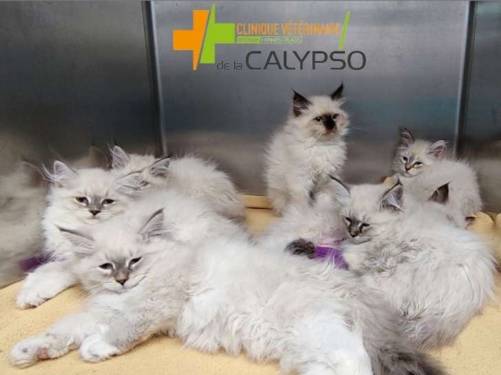 Clinique vétérinaire de la Calypso