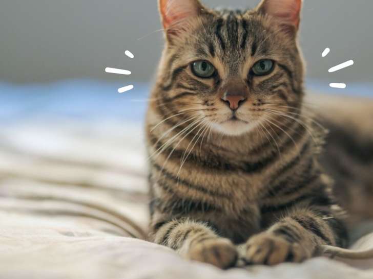 Clinique vétérinaire Univet Arles Les Remparts