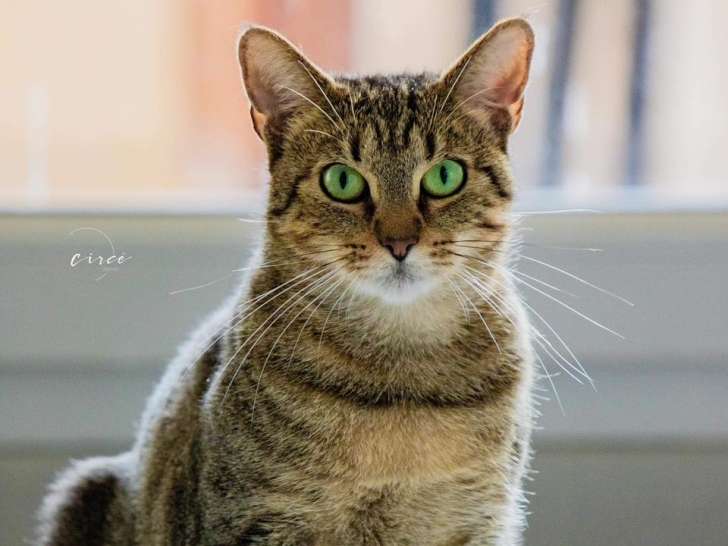 Clinique vétérinaire Vet Olympe