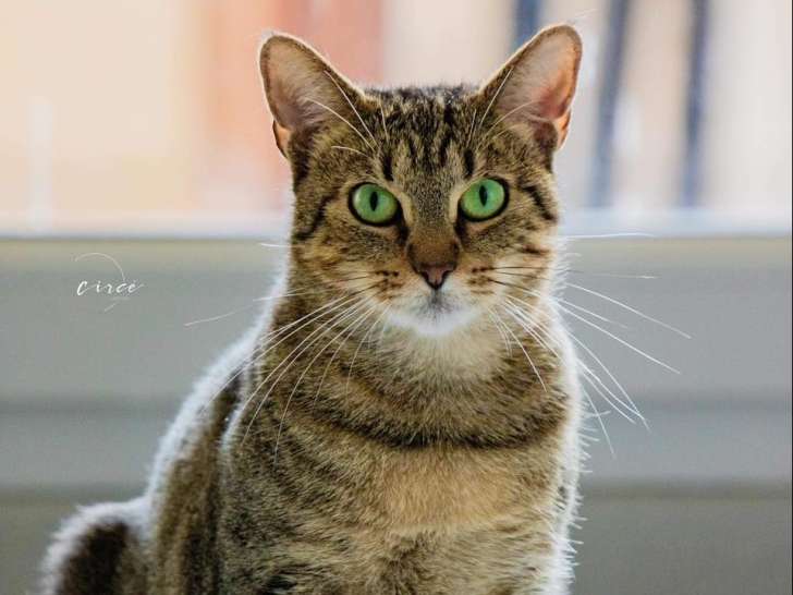 Clinique vétérinaire Vet Olympe