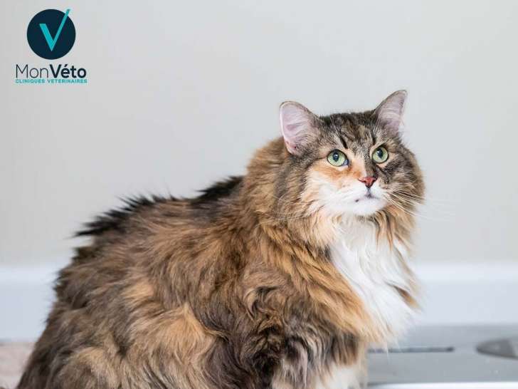 Cabinet vétérinaire La Plaine des Vents