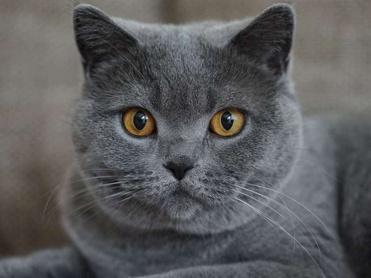 Clinique vétérinaire du Lancier