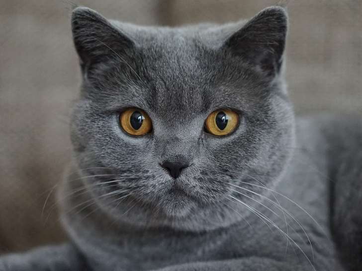 Clinique vétérinaire du Lancier