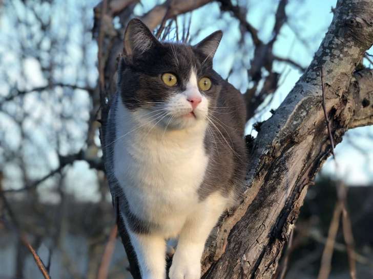 Cabinet vétérinaire de l'Étoile