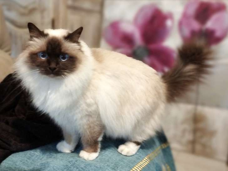 Utopia des Romances Félines