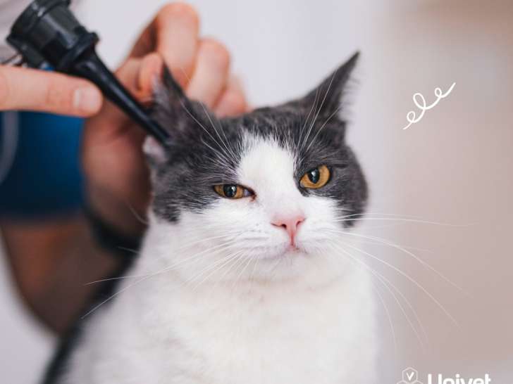 Clinique vétérinaire Univet Karukera