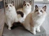Dharma Coon's