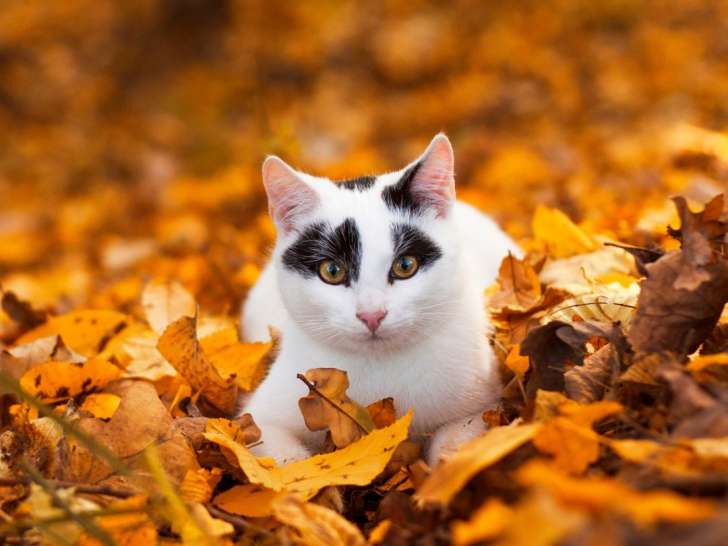 Clinique vétérinaire Mon Véto Condé Vassy