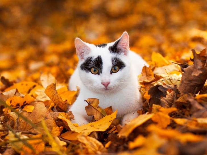 Clinique vétérinaire Mon Véto Condé Vassy