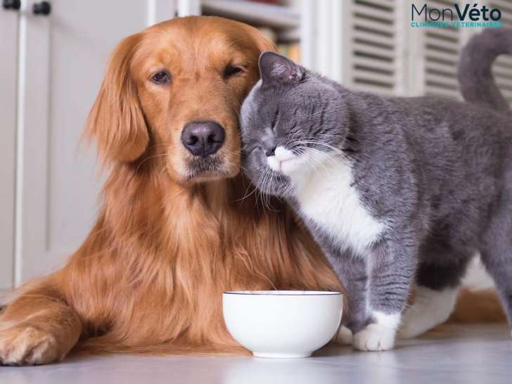 Clinique vétérinaire Mon Véto Condé Vassy