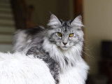 Rubycoon Maine Coon