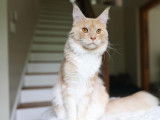 Rubycoon Maine Coon
