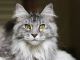 Rubycoon Maine Coon