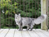 Rubycoon Maine Coon