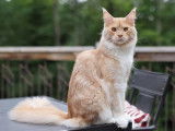 Rubycoon Maine Coon