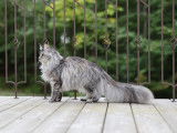 Rubycoon Maine Coon
