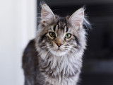 Rubycoon Maine Coon