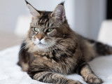 Rubycoon Maine Coon