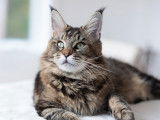 Rubycoon Maine Coon