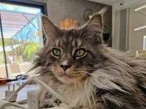 De Appoitier