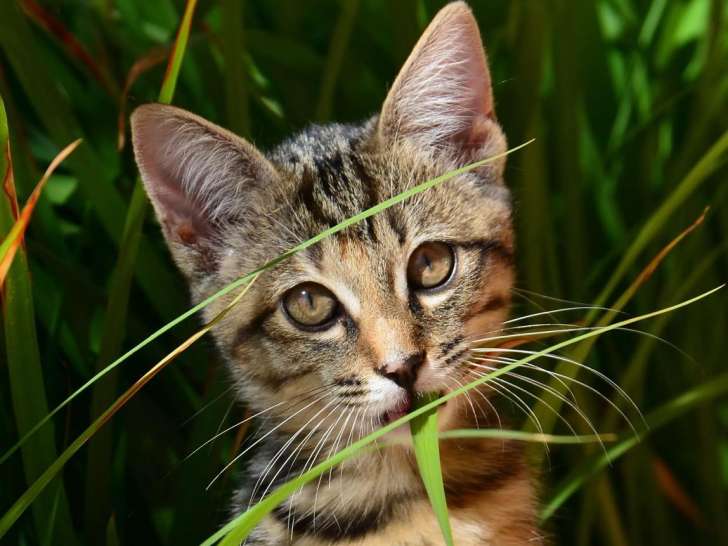 Clinique vétérinaire de la porte d'Auge