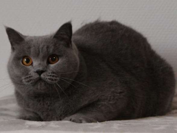 Les Crocs de Heurtevent