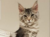 Saian Del Val Del Fort Cat's